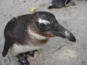 Brillenpinguin, Zoologisch-Botanischer Garten Wilhelma, Stuttgart