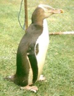 Gelbaugenpinguin (Megadyptes antipodes)