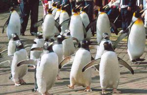 Pinguinmarsch