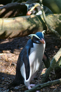 Dickschnabelpinguin (Eudyptes pachyrhynchus)