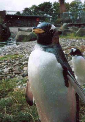 Eselspinguin (Pygoscelis papua)