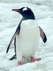 Eselspinguin
