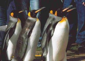 Knigspinguine (Aptenodytes patagonicus)