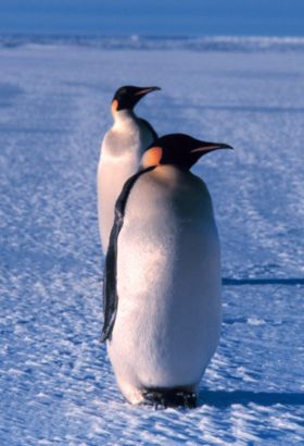 Kaiserpinguine (Aptenodytes forsteri)