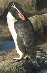 Snaresinselpinguin (Eudyptes robustus)
