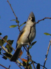 Indianermeise (Baeolophus bicolor)