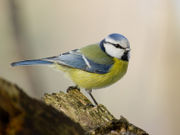 Blaumeise