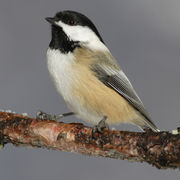 Schwarzkopfmeise (Poecile atricapillus)