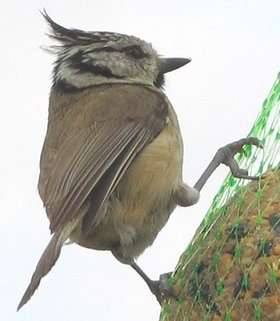 Haubenmeise (Lophophanes cristatus)