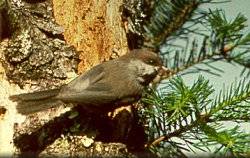  Hudsonmeise (Poecile hudsonica )