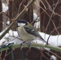 Als Standvogel berwintert die Kohlmeise in ihrem angestammten Gebiet