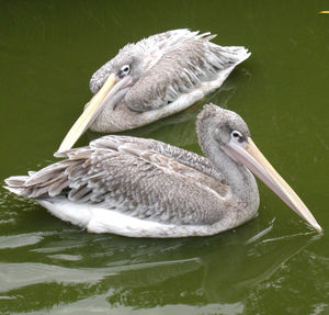 Junge Rtelpelikane (Pelecanus rufescens)