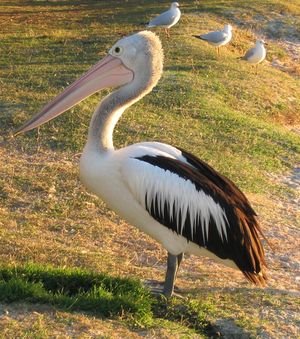 Brillenpelikan (Pelecanus conspicillatus)