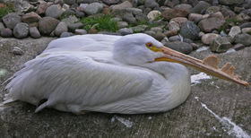 Nashornpelikan (Pelecanus erythrorhynchos)