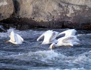 Grndelnde Nashornpelikane an den Rapids of the Drowned (Slave River nahe Fort Smith)