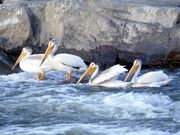 Zwei Nashornpelikan-Prchen an den Rapids of the Drowned (Slave River nahe Fort Smith)