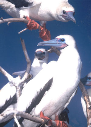 Rotfutlpel (Sula sula)
