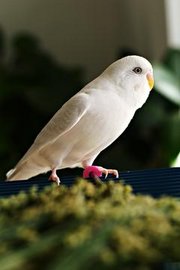 Wellensittich ♂ (Melopsittacus undulatus),  Farbschlag Lacewing