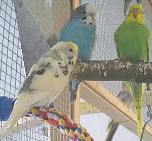 Wellensittiche (Melopsittacus undulatus)