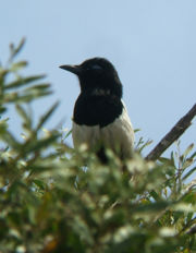 Pica p. mauritanica