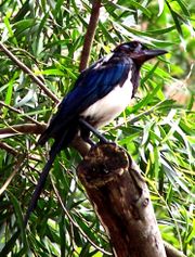 Pica p. sericea