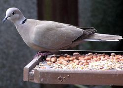 Türkentaube(Streptopelia decaocto)