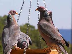 Schuppenhalstaube(Patagioenas fasciata)