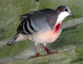 Luzon-Dolchstichtaube(Gallicolumba luzonica)