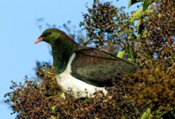 Maori-Fruchttaube(Hemiphaga novaeseelandiae)