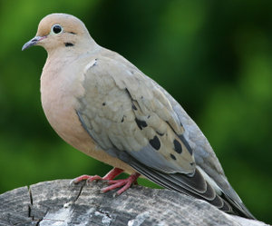 Carolinataube (Zenaida macroura)
