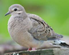 Jungvogel