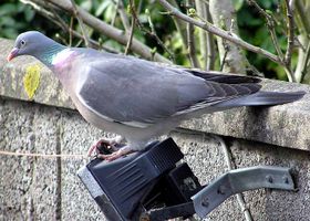 Ringeltaube (Columba palumbus)