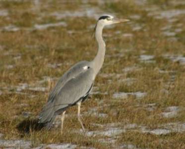 Graureiher (Ardea cinerea)