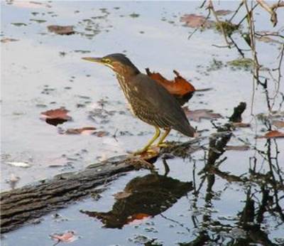 Grünreiher (Butorides virescens), Jungvogel