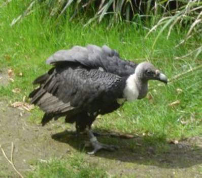 Bengalengeier (Gyps bengalensis)