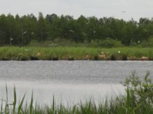 Flamingos im Zwillbrocker Venn