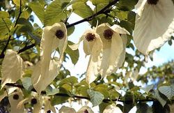  El arbol de las palomas (Davidia involucrata) fue descubierto por Armand David, y nombrado en su honor