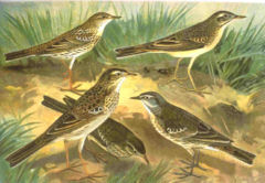 Varias especies de bisbita