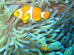 Simbiosis entre un pez payaso del gnero de los Amphipriones y las anmonas de mar. El pez protege a las anmonas de otros peces comedores de anmonas mientras que los tentculos de las anmonas protegen al pez payaso de sus depredadores.