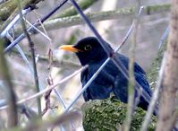 Turdus merula