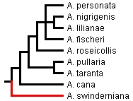Filogenia del Gro. Agapornis basada en evidencia molecular . La sp. con lnea roja debera salir de esta filogenia