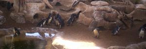 Pinginos azules en el Sea World de Gold Coast, Queensland, Australia