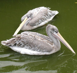 Pelcano (Pelecanus rufescens).