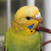 Joven periquito con su primer cambio de plumas y con colores generalmente encontrados en la naturaleza