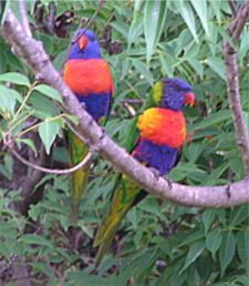 Loriquito Arcoiris