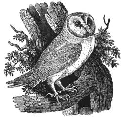 Effraie des clochers, planche extraite de History of British Birds (1847).