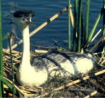 Aechmophorus occidentalis