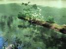 Tronc mort sur une rivire de la Fort pluvieuse de l'Ile de Vancouver (Colombie Britanique, Canada). De tels troncs peuvent transporter, jusqu'en mer parfois des propagules de dizaines  centaines d'espces de plantes, champignons et invertgrs.  Ce sont de vritables petites communauts saprophytes notamment qui voyagent ainsi et qui pourront coloniser en aval une zone de berge ou un lot