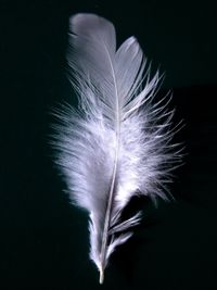 Une plume en gros plan.