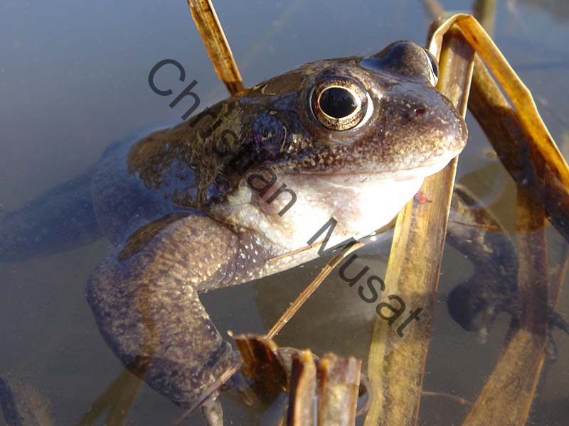 grenouille 006